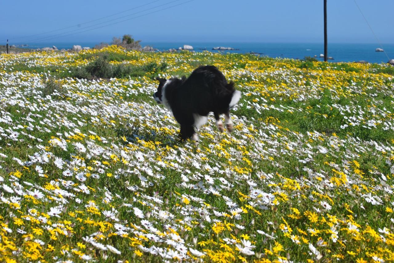 Stay At Bokkoms In Paternoster Self Catering Accommodation 외부 사진